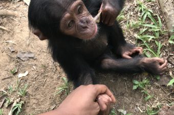 « L’île aux singes », une virée magique chez les chimpanzés | Cameroun